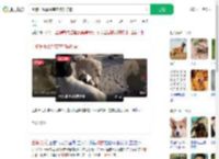 土狗长毛靠智商在狗群称霸_360搜索