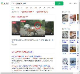 在331国道偶遇东北虎遛弯_360搜索